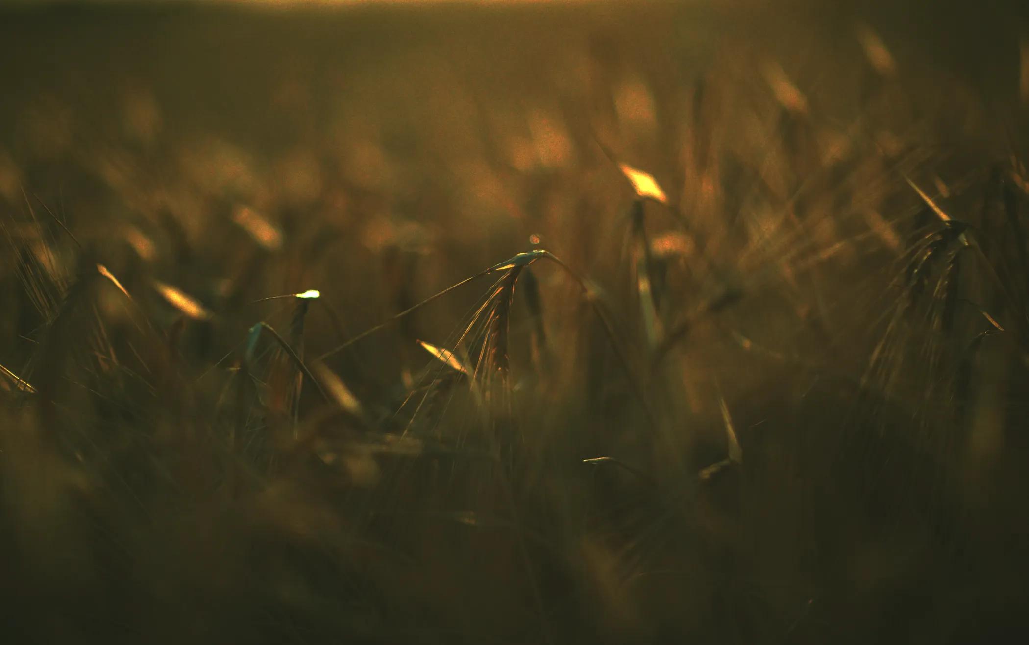 Aerial mosaic of crop fields